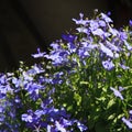 Blue Trailing Lobelia Sapphire flowers or Edging Lobelia, Garden Lobelia in St. Gallen, Switzerland. Its Latin name is Lobelia Eri Royalty Free Stock Photo