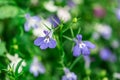 Blue Trailing Lobelia Sapphire flowers or Edging Lobelia, Garden Lobelia. Royalty Free Stock Photo