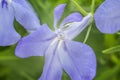 Blue Trailing Lobelia Sapphire flowers or Edging Lobelia, Garden Lobelia. Royalty Free Stock Photo