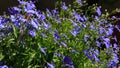 Blue Trailing Lobelia Sapphire flowers or Edging Lobelia, Garden Lobelia . Latin name is Lobelia Erinus `Sapphire Royalty Free Stock Photo