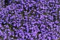 Blue `Trailing Lobelia Sapphire` flowers - Lobelia Erinus