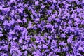 Blue `Trailing Lobelia Sapphire` flowers - Lobelia Erinus