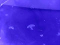 Blue transparent jellyfish background, marine photography, sea nature Royalty Free Stock Photo
