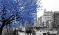 Blue tree in black and white cityscape with people walking through Madison Square Park in Manhattan, New York City Royalty Free Stock Photo