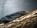 Blue tree monitor lizard Royalty Free Stock Photo