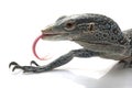 Blue Tree Monitor Lizard Royalty Free Stock Photo