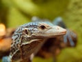 Blue Tree Monitor Lizard Royalty Free Stock Photo