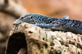 Blue tree monitor & x28;Varanus macraei& x29; on branch