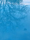 Blue tree reflexion Royalty Free Stock Photo