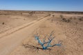 Blue tree in the south Australian desert. Royalty Free Stock Photo