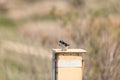 Blue Tree swallow bird