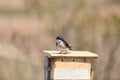 Blue Tree swallow bird