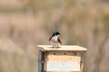 Blue Tree swallow bird