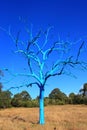 Naked blue tree in dry field by blue sky