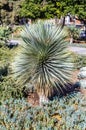 Blue tree yucca photographed in Santa Monica