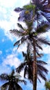 Blue trees coconut sky Royalty Free Stock Photo