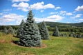 blue trees in row bright colors (green conifers spruce fir pine xmas tree farm) meadow blue sky Royalty Free Stock Photo