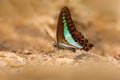 Blue Triangle Butterfly, Graphium sarpedon, is butterfly found in Sri Lanka that belongs to the swallowtail family. Endemic to Sri