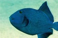 Blue triggerfish Royalty Free Stock Photo