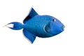 Blue triggerfish