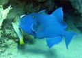 Blue triggerfish Royalty Free Stock Photo