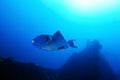 Blue triggerfish Royalty Free Stock Photo