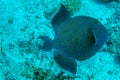 Blue Triggerfish in the deep of the Red Sea in Egypt, Pseudobalistes Fuscus common names Rippled Triggerfish. Redtooth Triggerfish Royalty Free Stock Photo