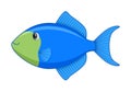 Blue triggerfish fish on a white background Royalty Free Stock Photo