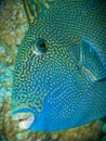 Blue triggerfish