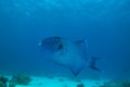 Blue triggerfish (pseudobalistes fuscus) Royalty Free Stock Photo