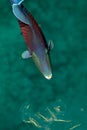 Blue triggerfish (pseudobalistes fuscus) Royalty Free Stock Photo