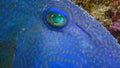Blue triggerfish (Pseudobalistes fuscus), fish at night resting on the bottom under the coral reef Royalty Free Stock Photo