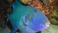 Blue triggerfish (Pseudobalistes fuscus), fish at night resting on the bottom under the coral reef Royalty Free Stock Photo