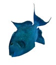 Blue triggerfish