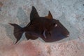 A Blue Triggerfish Pseudobalistes fuscus in the Red Sea Royalty Free Stock Photo