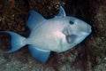 A Blue Triggerfish Pseudobalistes fuscus in the Red Sea Royalty Free Stock Photo