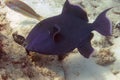 A Blue Triggerfish Pseudobalistes fuscus in the Red Sea Royalty Free Stock Photo