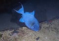 A Blue Triggerfish (Pseudobalistes fuscus) in the Red Sea Royalty Free Stock Photo