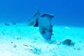 Blue triggerfish Royalty Free Stock Photo