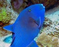 A Blue Triggerfish Pseudobalistes fuscus in the Red Sea Royalty Free Stock Photo