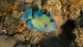 Blue Triggerfish - Pseudobalistes fuscus Royalty Free Stock Photo