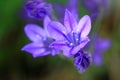 Blue Triteleia laxa flowers Royalty Free Stock Photo