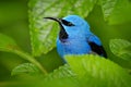 Blue tropic bird, close-up portrait. Shining Honeycreeper, Cyanerpes lucidus, wildlife from Costa Rica. Beautiful exotic forerst