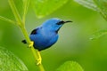 Blue tropic bird, close-up portrait. Shining Honeycreeper, Cyanerpes lucidus, wildlife from Costa Rica. Beautiful exotic forerst