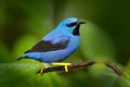 Blue tropic bird, close-up portrait. Shining Honeycreeper, Cyanerpes lucidus, wildlife from Costa Rica. Beautiful exotic forerst