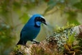 Blue tropic bird. Turquoise jay, Cyanolyca turcosa, detail portrait of beautiful blue bird from tropic forest, Guango, Ecuador. Royalty Free Stock Photo