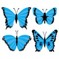 blue tropical butterflies isolated on a white background. moths for design