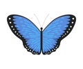 Blue Tropical Butterfly, Beautiful Colorful Flying Insect for Decorative Element Vector Illustration