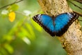 Blue tropical butterfly in the jungle Royalty Free Stock Photo