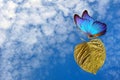 Blue tropical butterfly morpho with a gold leaf in drops of water against the background of a clear blue sky with clouds. clean en Royalty Free Stock Photo